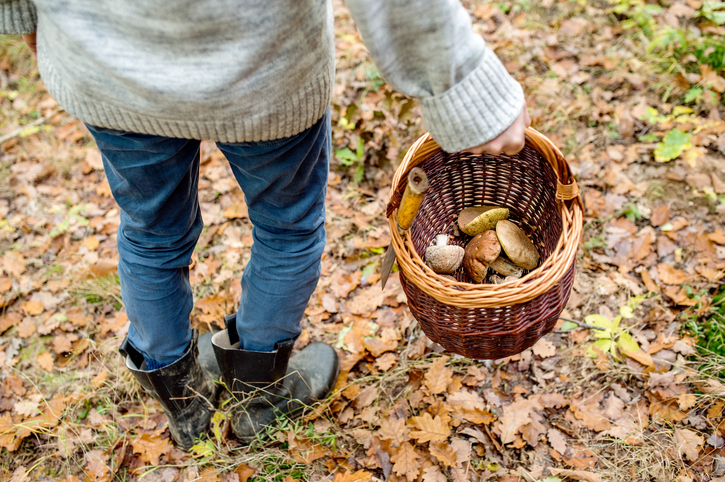 Unrecognizable Man Holding Basket With Mushooms, Autumn Forest
